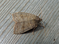 Osperingfly (Ipimorpha subtusa)