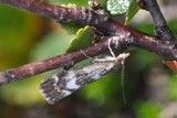 Skognebbmott (Catoptria maculalis)
