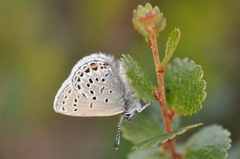 Myrblåvinge (Plebejus optilete)