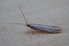 Verge Case-bearer (Coleophora trochilella)