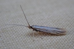 Coleophora trochilella