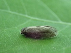 Lampronia fuscatella