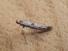 Caloptilia suberinella