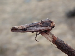 Red Sword-grass (Xylena vetusta)