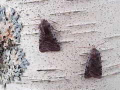 Red Chestnut (Cerastis rubricosa)