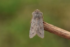 Lead-coloured Drab (Orthosia populeti)