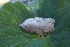 Hvit flatvikler (Acleris logiana)