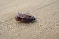 Stigmella sorbi