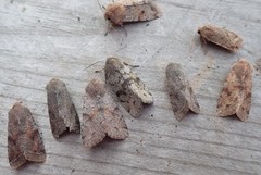 Clouded Drab (Orthosia incerta)