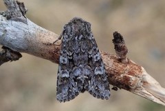 Glaucous Shears (Papestra biren)