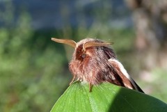 Dvergbjørkspinner (Eriogaster arbusculae)