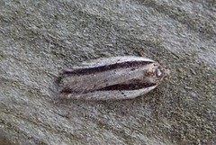 Seljeflatvikler (Acleris hastiana)