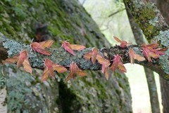 Liten snabelsvermer (Deilephila porcellus)