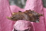 Nebbspinner (Pterostoma palpina)