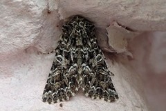 Tawny Shears (Hadena perplexa)