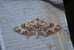 Torskemunndvergmåler (Eupithecia linariata)