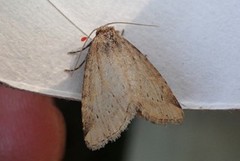 Small Dotted Buff (Photedes minima)