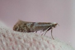 Downland Argent (Argyresthia abdominalis)