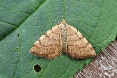 Brun buemåler (Macaria brunneata)