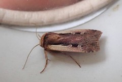 Flame Shoulder (Ochropleura plecta)