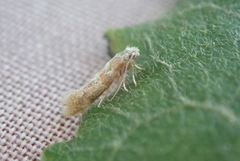 Cedestis gysseleniella