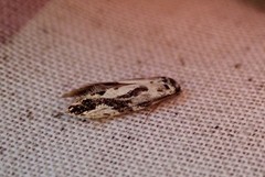 Svartstripet kjukemøll (Nemapogon picarella)