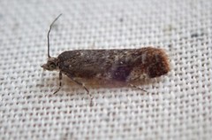Willow Tortrix (Epinotia cruciana)