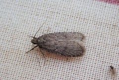 Agonopterix arctica