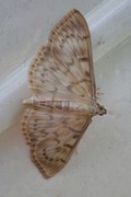 Mother of Pearl (Patania ruralis)
