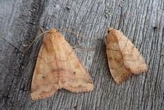 The Dun-bar (Cosmia trapezina)