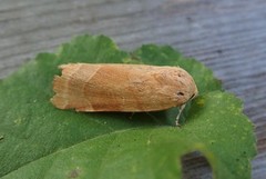 Broad-bordered Yellow Underwing (Noctua fimbriata)