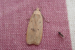 Agonopterix broennoeensis