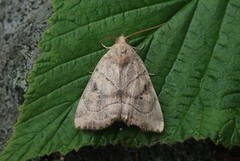 The Dun-bar (Cosmia trapezina)
