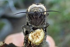 Løvtredreper (Cossus cossus)