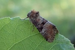 Rødlig strandengfly (Litoligia literosa)