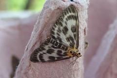 Small Magpie (Anania hortulata)