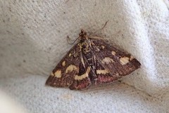 Common Purple & Gold (Pyrausta purpuralis)