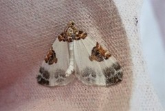 Blue-bordered Carpet (Plemyria rubiginata)
