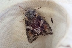 Beautiful Brocade (Lacanobia contigua)