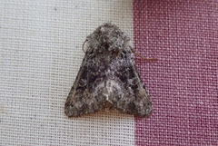 Broad-barred White (Hecatera bicolorata)