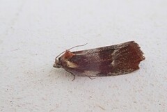 Brassy Tortrix (Eulia ministrana)