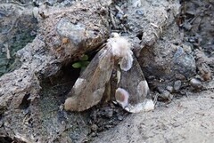 Flekkhalvspinner (Thyatira batis)