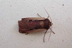 Flame Shoulder (Ochropleura plecta)