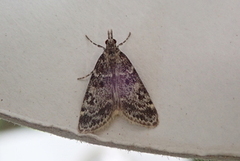 Small Grey (Eudonia mercurella)