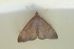 Jordengmott (Anania terrealis)