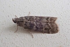 Furuknoppsmalmott (Dioryctria simplicella)
