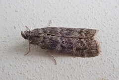 Furukonglesmalmott (Dioryctria simplicella)