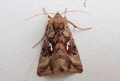 Gyllenbrunt metallfly (Autographa macrogamma)