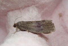Great Marble (Pseudosciaphila branderiana)