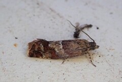 Willow Tortrix (Epinotia cruciana)